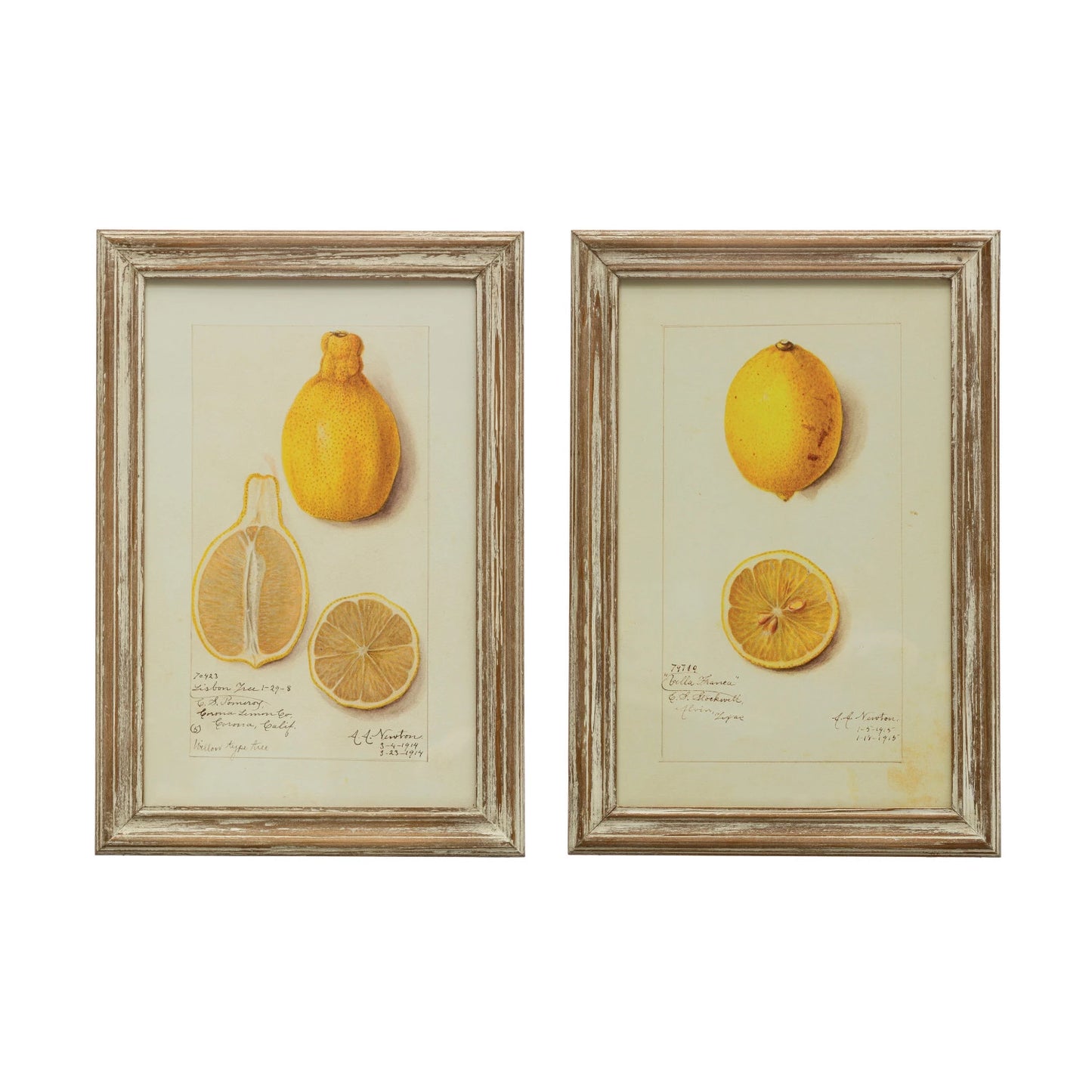 Wood Framed Glass Wall Décor w/ Vintage Reproduction Lemons Image, Distressed Finish, 2 Styles