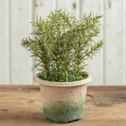 8.75" POTTED ROSEMARY